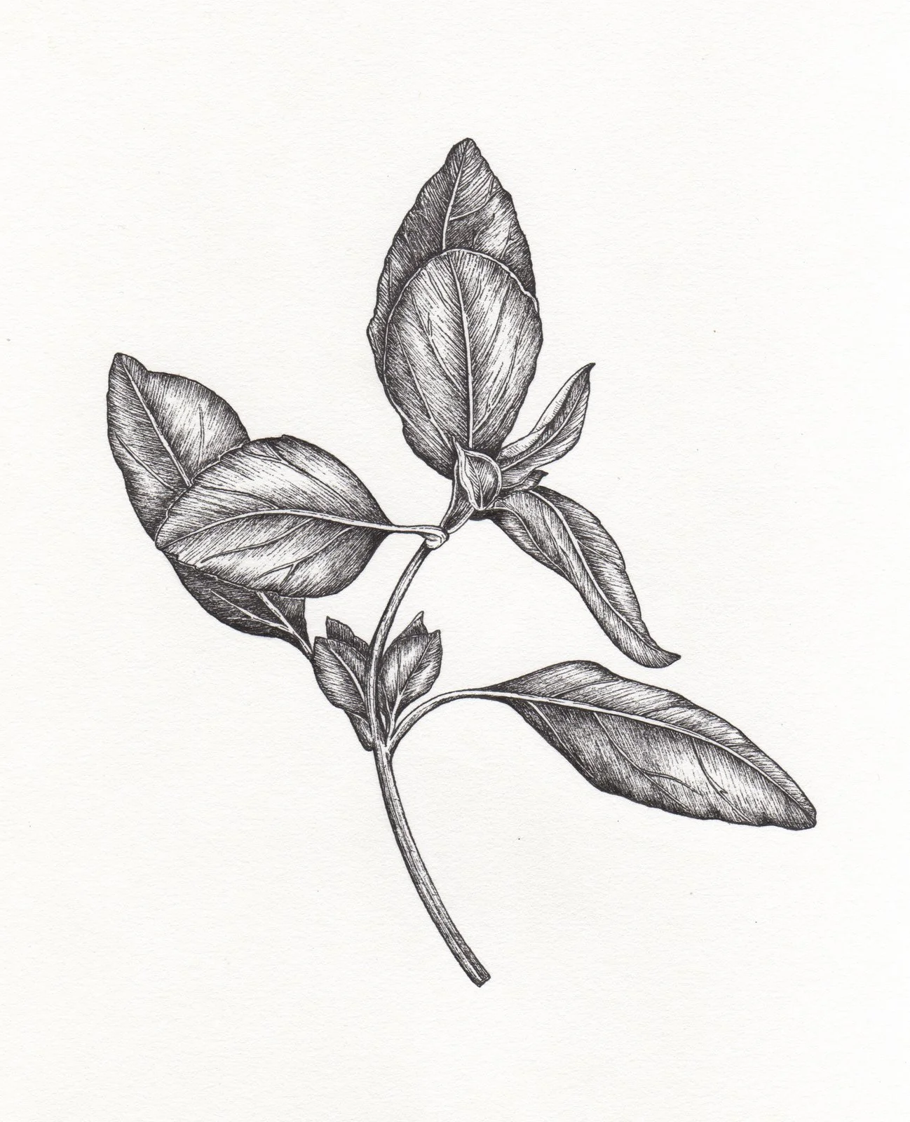 albahaca.jpg