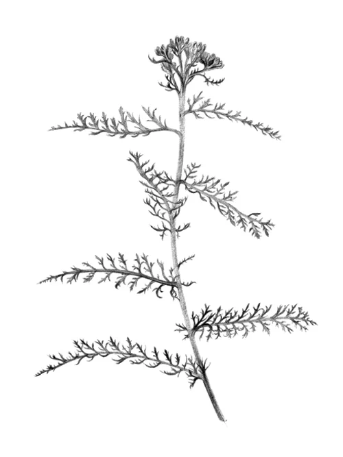 578_Phytology_Website-Yarrow3-Thumb.jpg