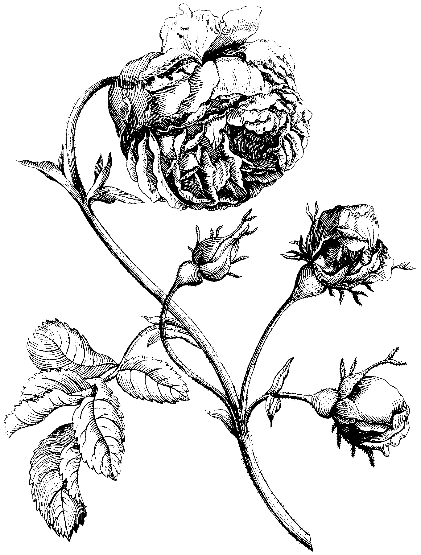 Rose_engraving.png