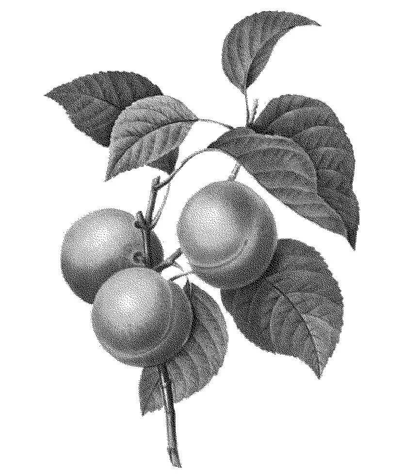 Chabacanos.jpg