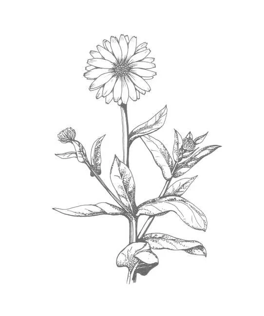 Calendula officinalis (Caléndula)