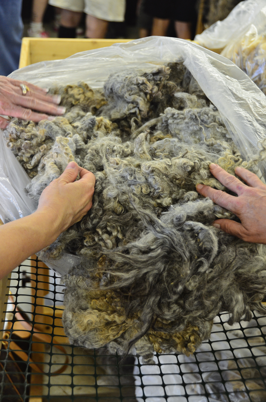 Tips for Buying Raw Fleece — 222 Handspun