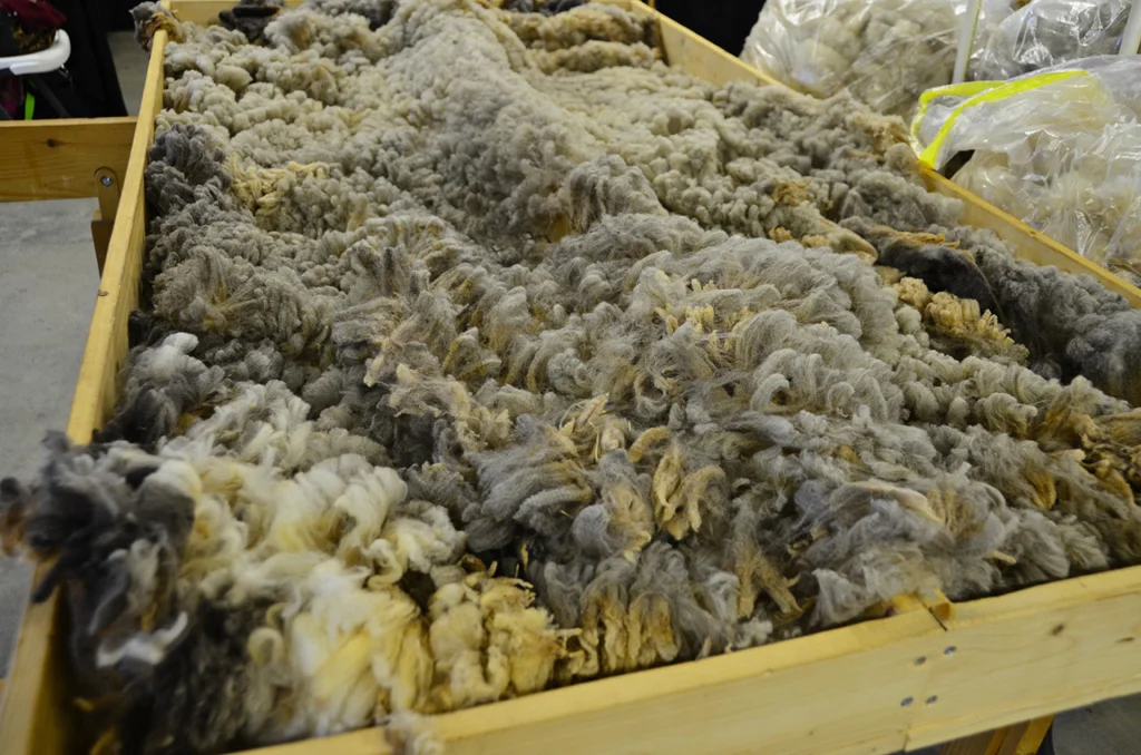Inspecting a CVM wool fleece on a skirting table