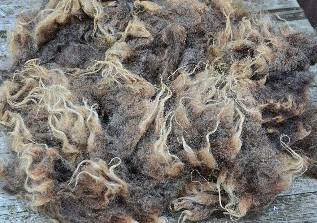 Shetland Wool Fleece © 222 Handspun