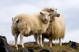 Icelandic sheep (Wikipedia)