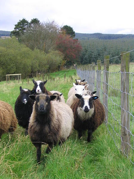 Shetland Sheep (from Wikipedia)