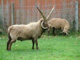 Manx Loaghtan sheep Ramsey, Isle of Man (Wikipedia)