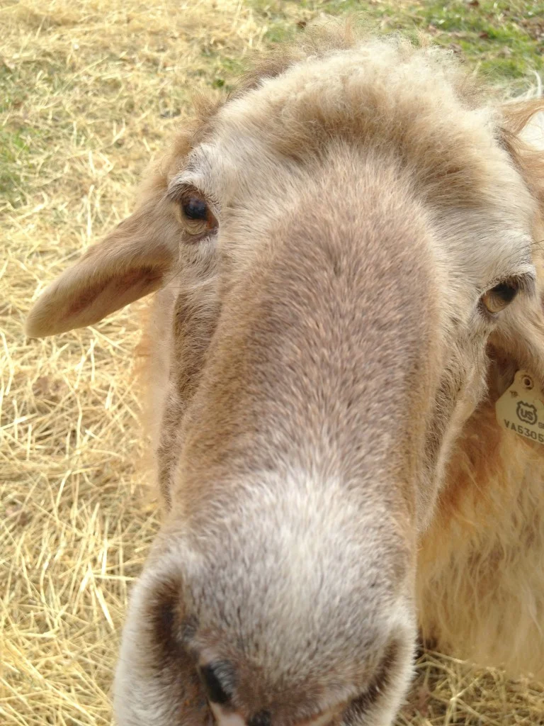 Cookie Ready For Her Closeup