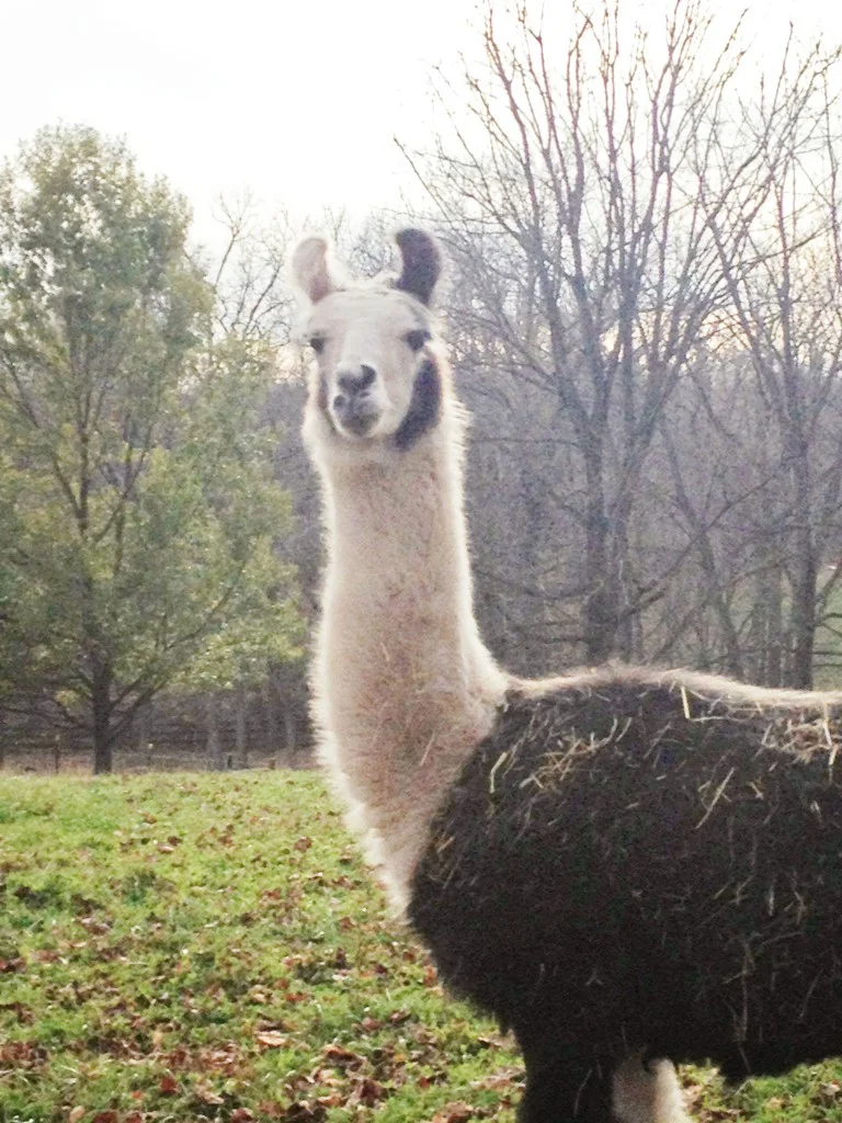 Llama at RedGate Farm