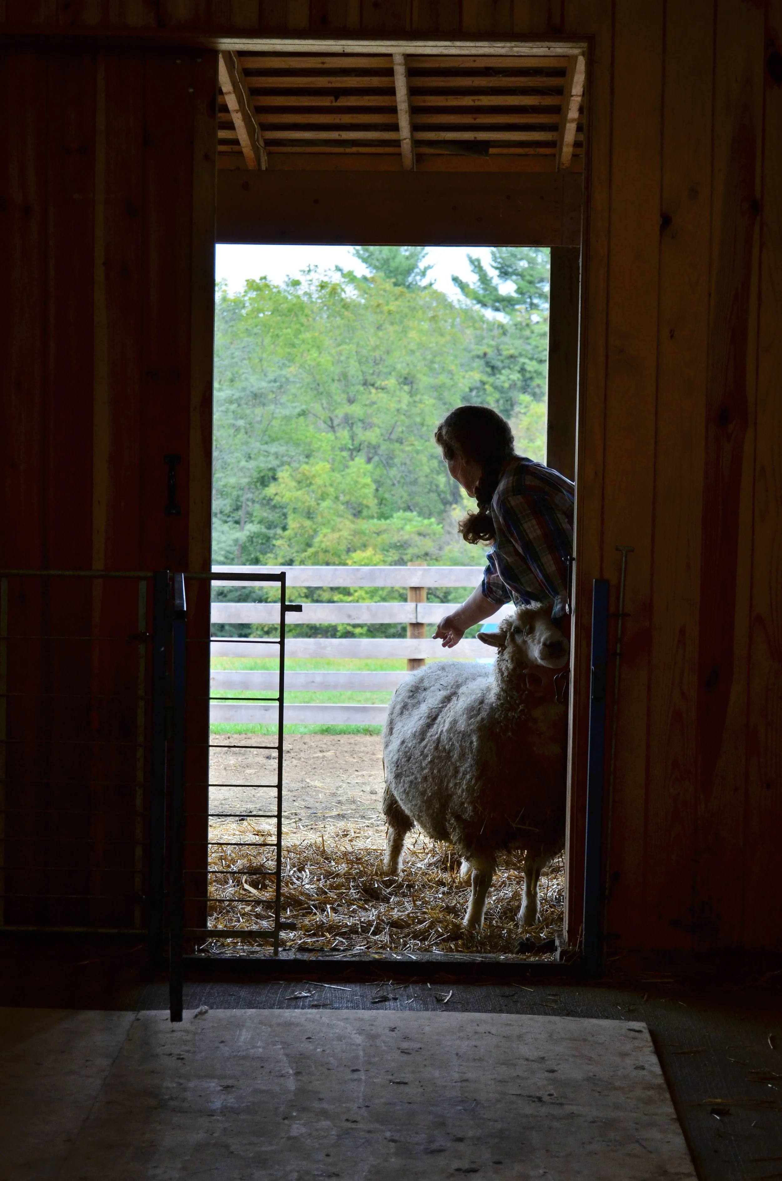 Bringing in Sheep To Be Sheared