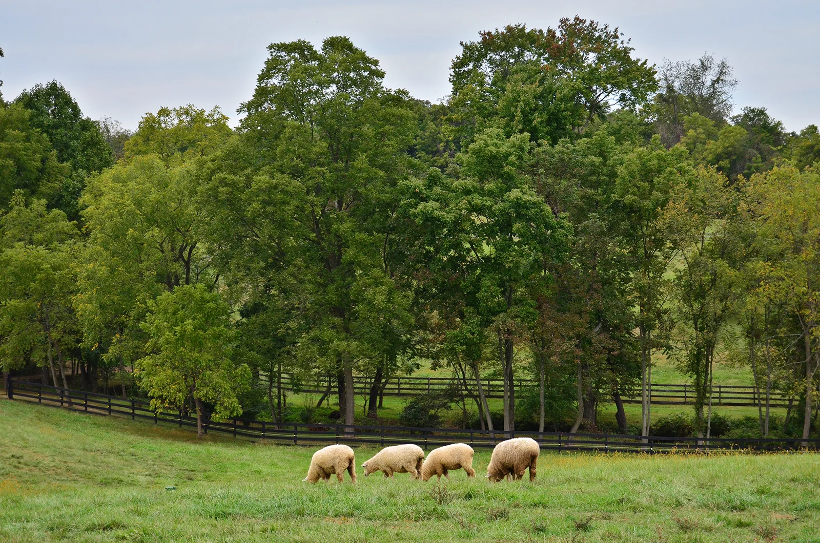Sheep in the Pasture