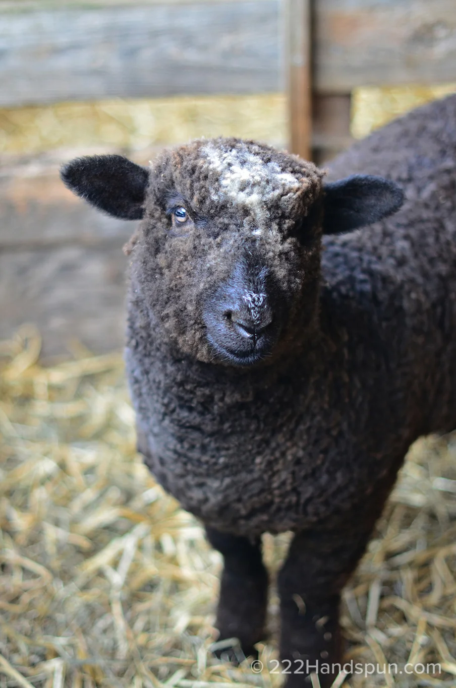 mdsw 2017 romney sheep