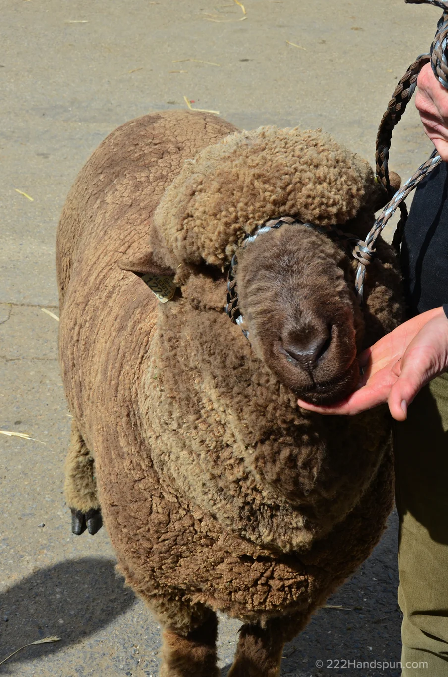 Moorit Merino Sheep MDSW 2017 Black Sheep Farm