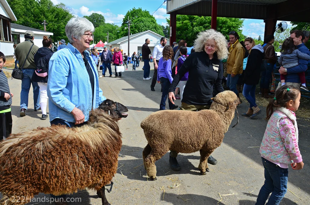 mdsw-17 Merino sheep