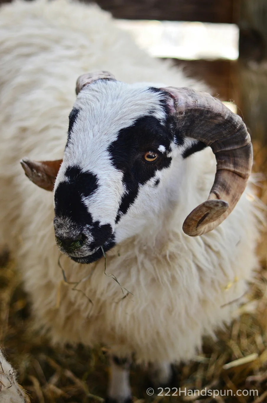 Scottish Blackfaced Sheep MDSW 2017