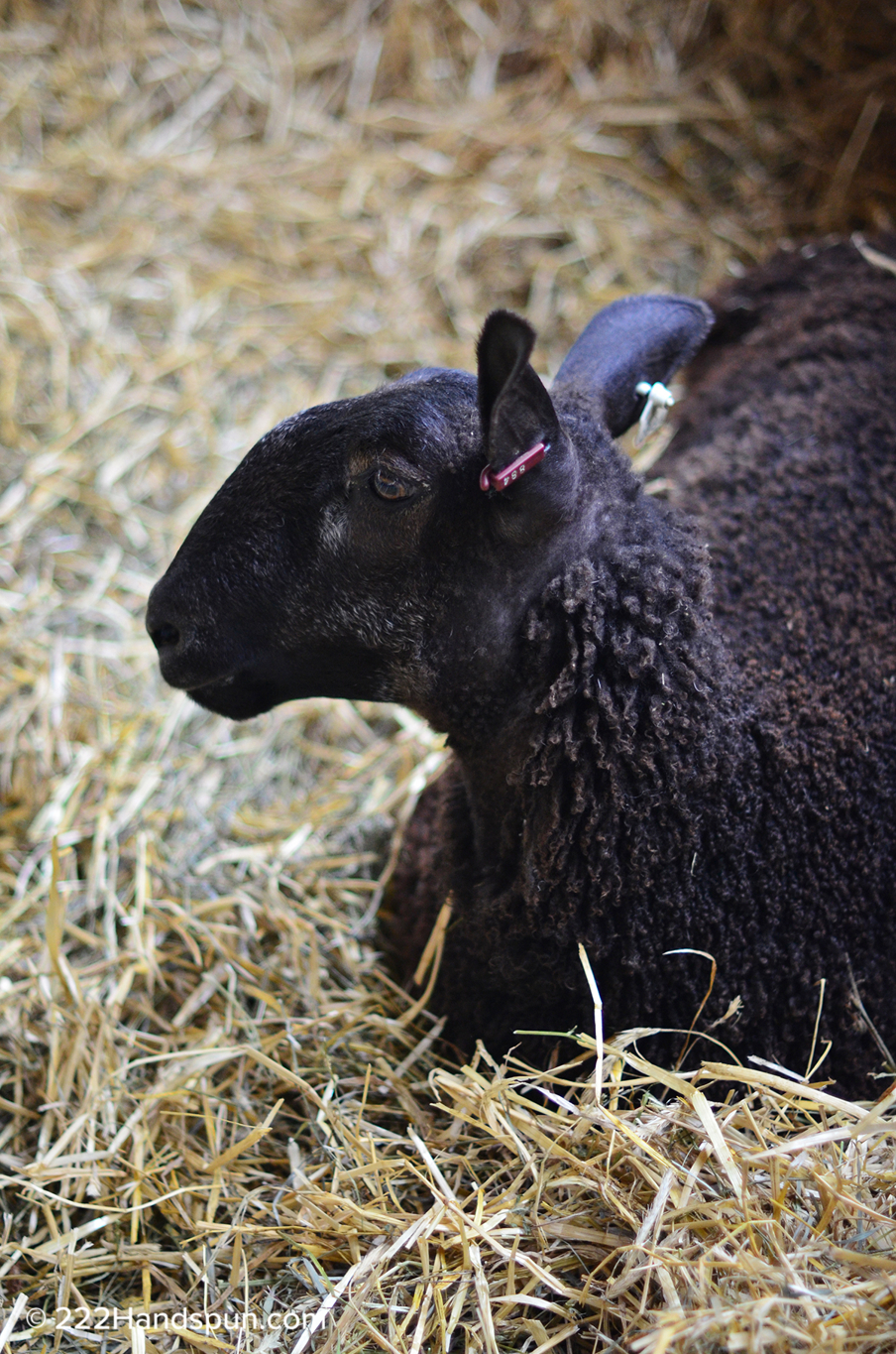 mdsw-17 BFL sheep