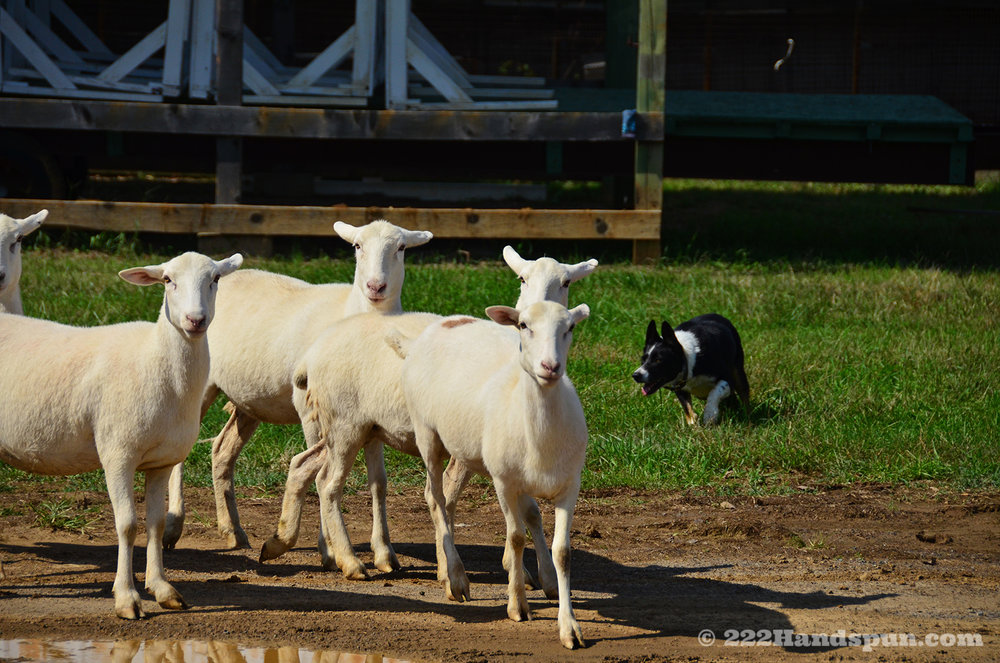 sheep dog demo_2404 copy.jpg