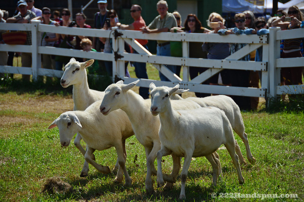 sheep dog demo_2414 copy.jpg