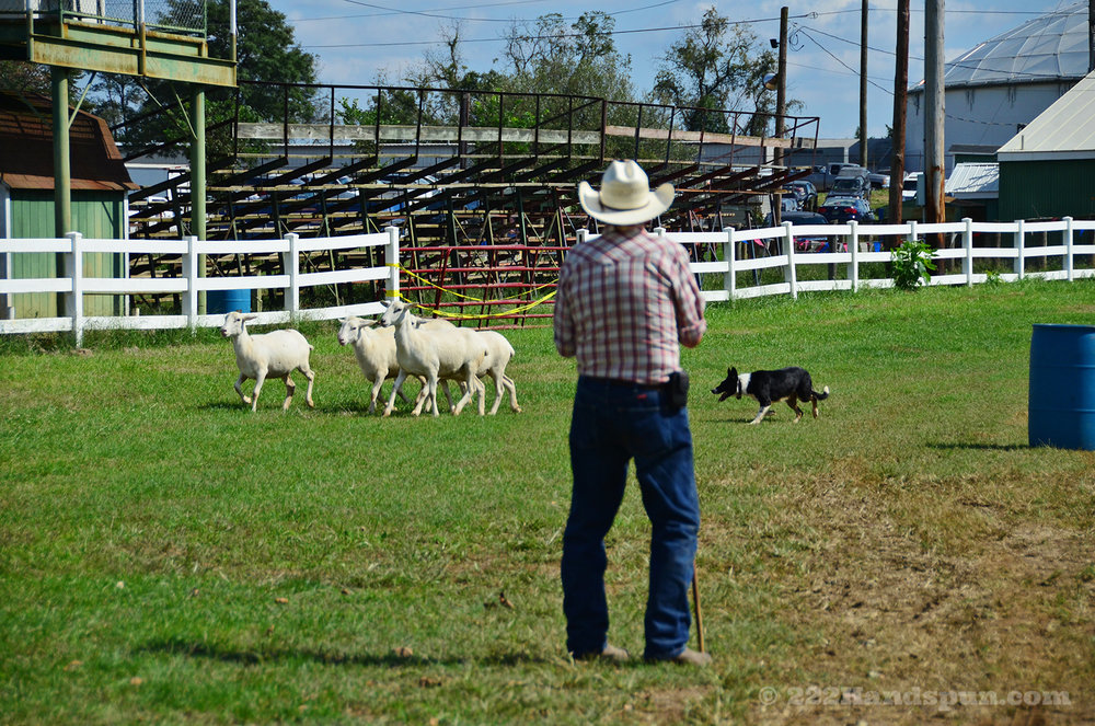 sheep dog demo_2424 copy.jpg