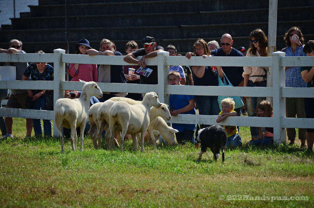 sheep dog demo_2435 copy.jpg