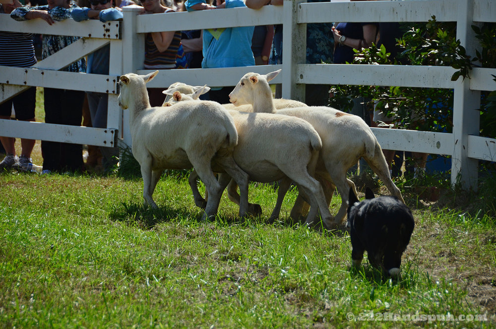 sheep dog demo_2431 bcopy.jpg