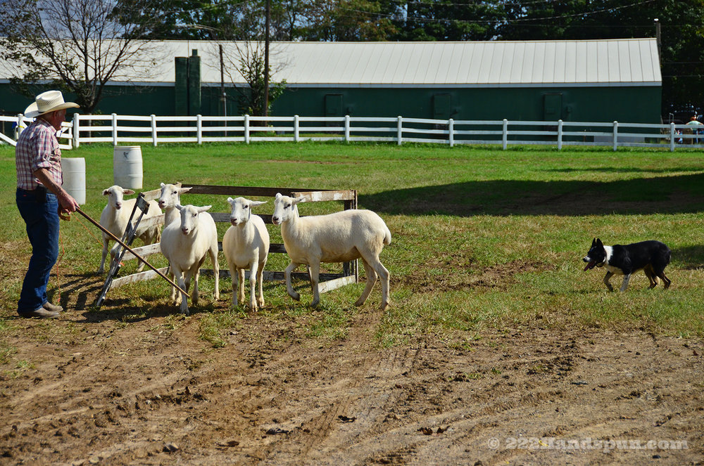 sheep dog demo_2453 copy.jpg