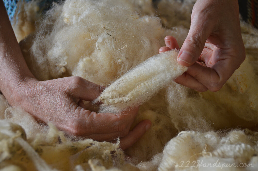 Examining a Fleece - Shenandoah Valley Fiber Festival Fleece Sale 2019 c.222handspun.com