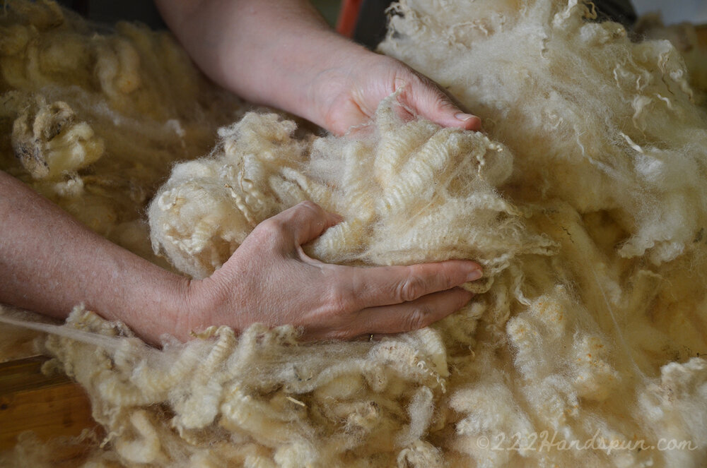 Examining a Fleece - Shenandoah Valley Fiber Festival Fleece Sale 2019 c.222handspun.com