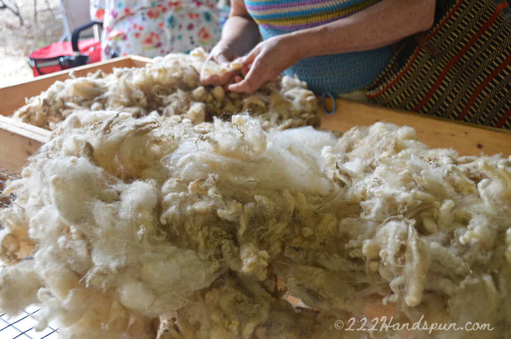 Examining a Fleece - Shenandoah Valley Fiber Festival Fleece Sale 2019 c.222handspun.com