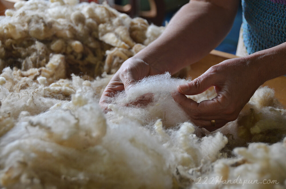 Examining a Fleece - Shenandoah Valley Fiber Festival Fleece Sale 2019 c.222handspun.com