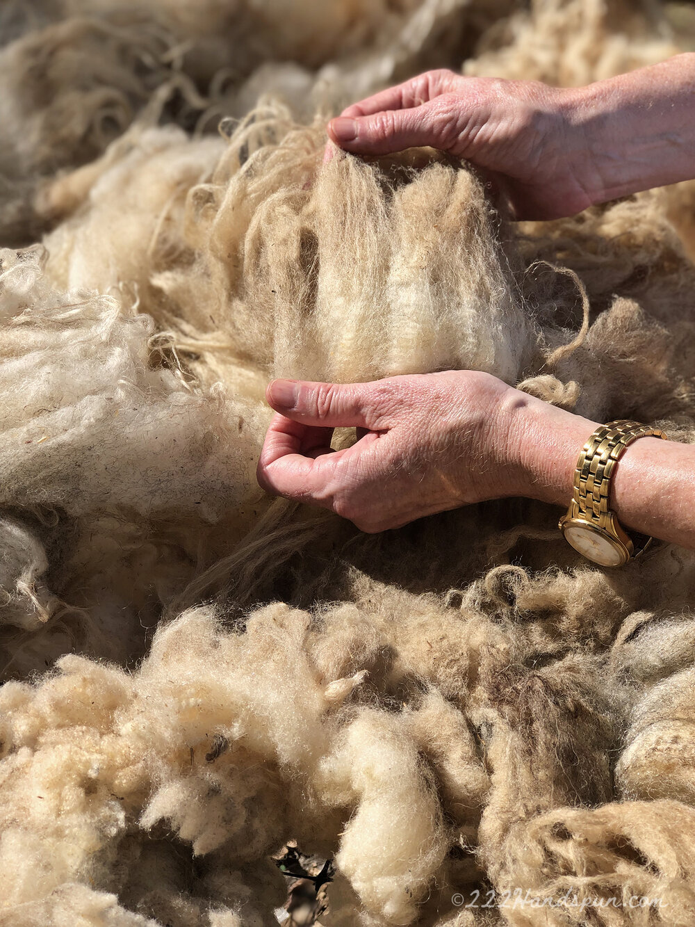 Jurying Fleece - Shenandoah Valley Fiber Festival c.222handspun.com