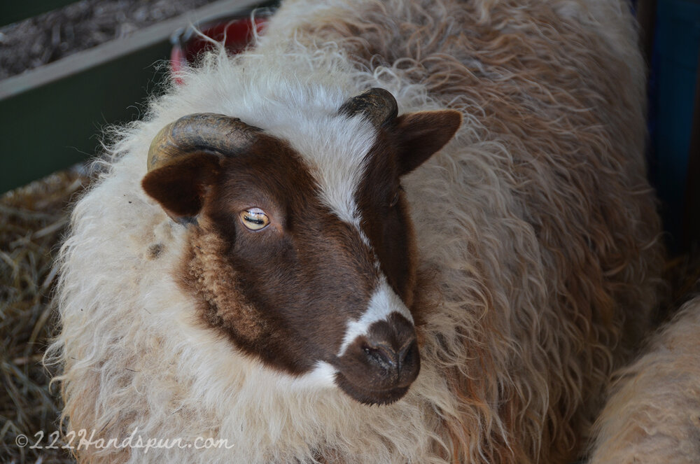 Shetland Sheep SVFF 2019 c. 222handspun.com