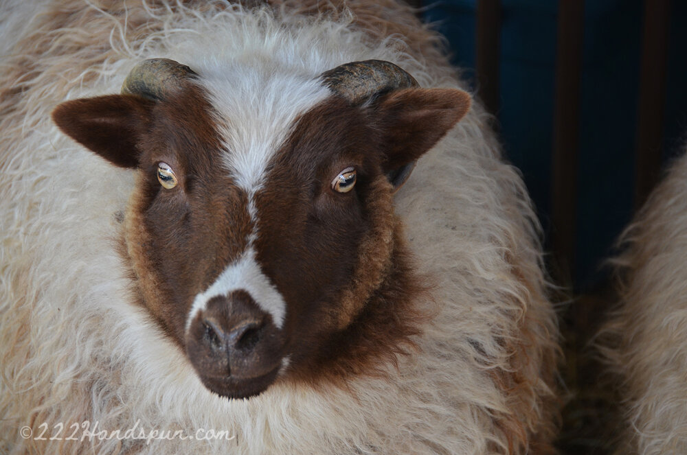 Shetland Sheep SVFF 2019 c. 222handspun.com