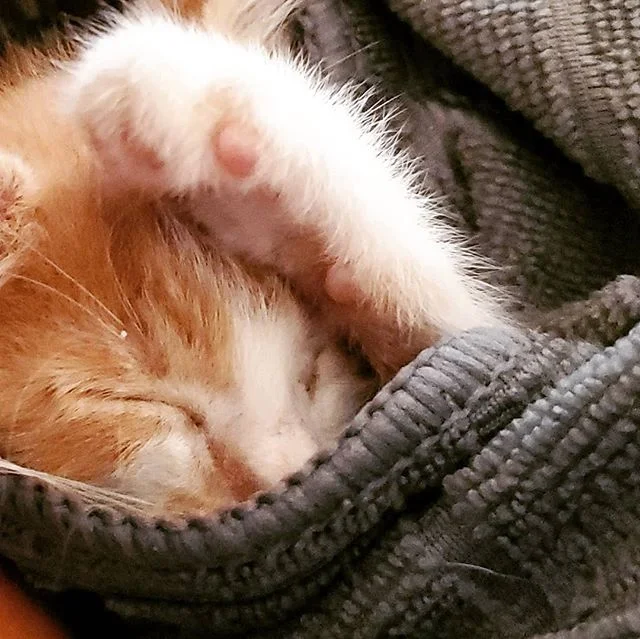 Who doesn't love this face? We're fostering some young kittens who will be looking for their furever homes later this month. .
.
.
#goodkarmapetrescue #artandkitties #adoptarescuekitten #savedKittens #southfloridacatadoption #lizfrielfineart #connectedbywater #dfriel