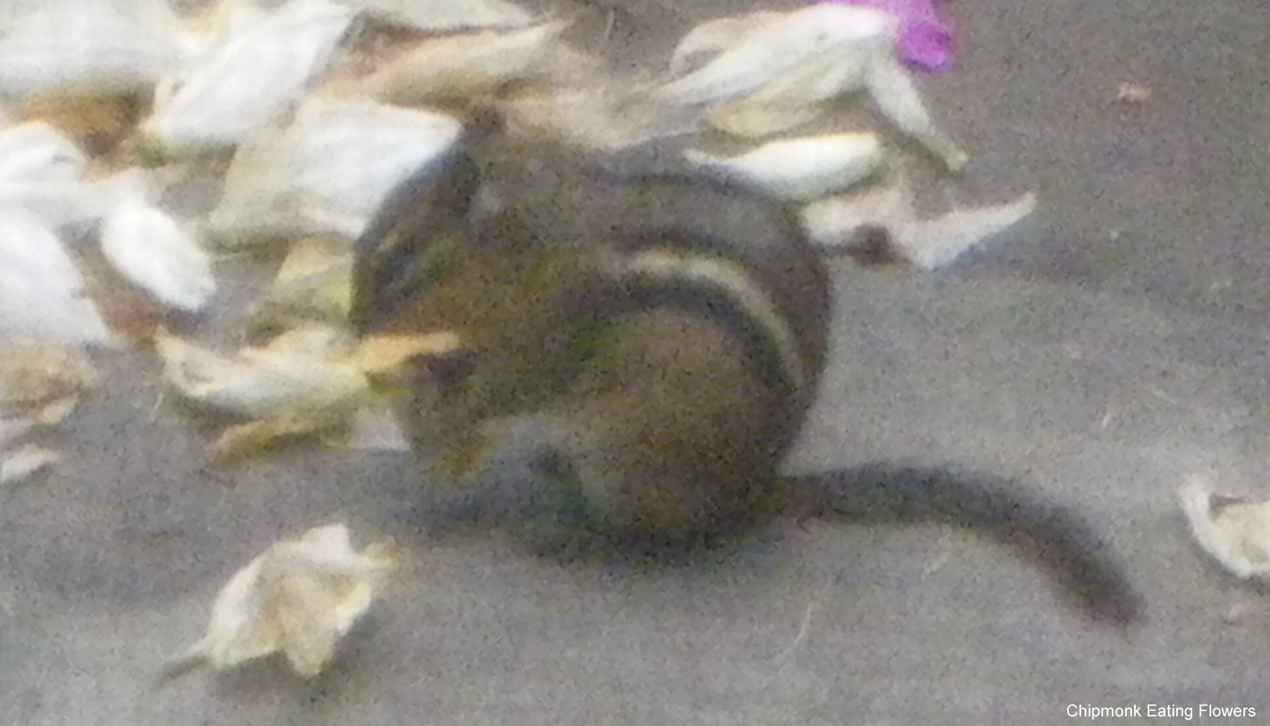 IMGP5941.JPG