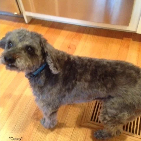 Casey Owner- Tenant's dog.JPG