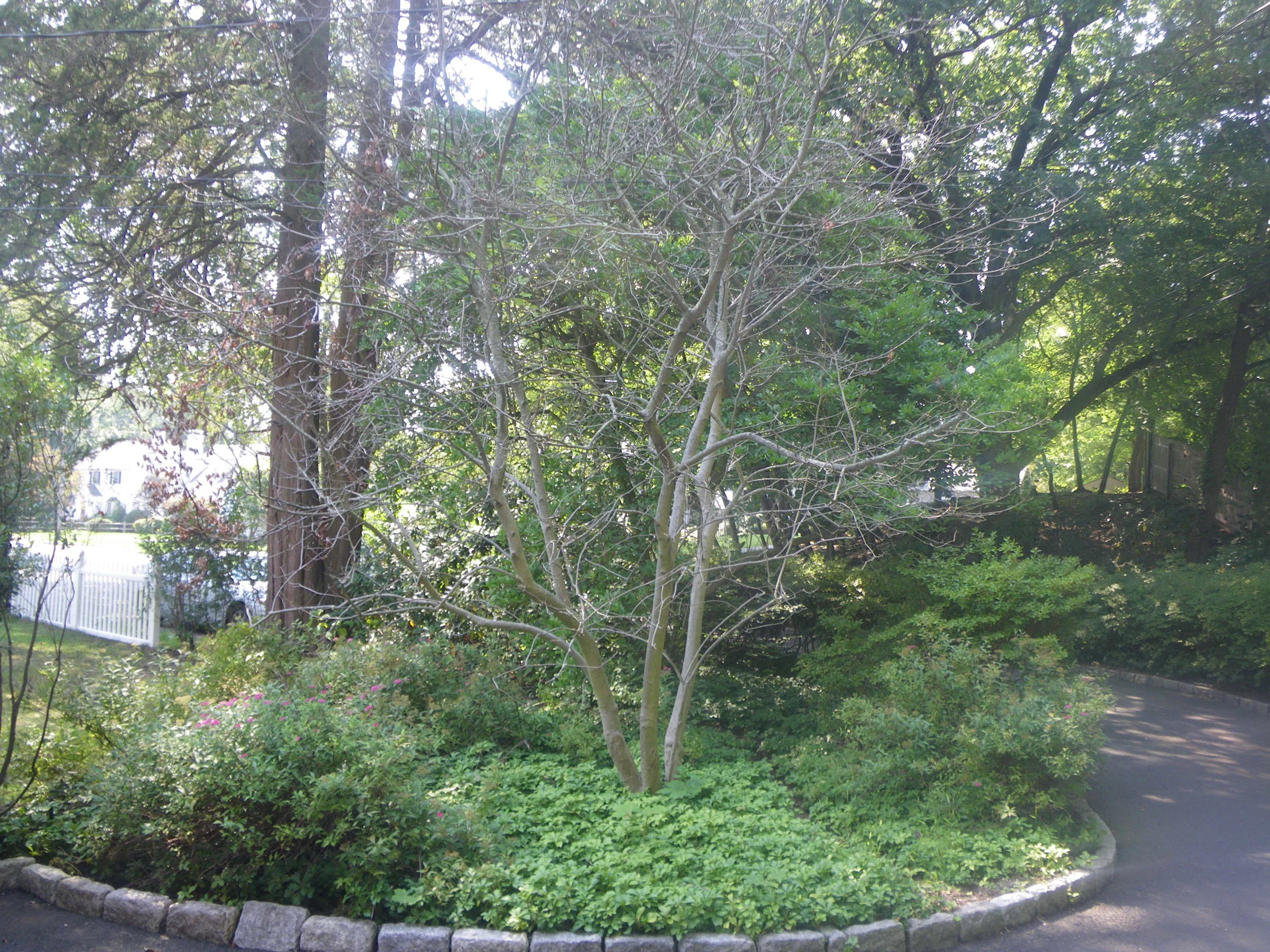 Grounds 11.JPG