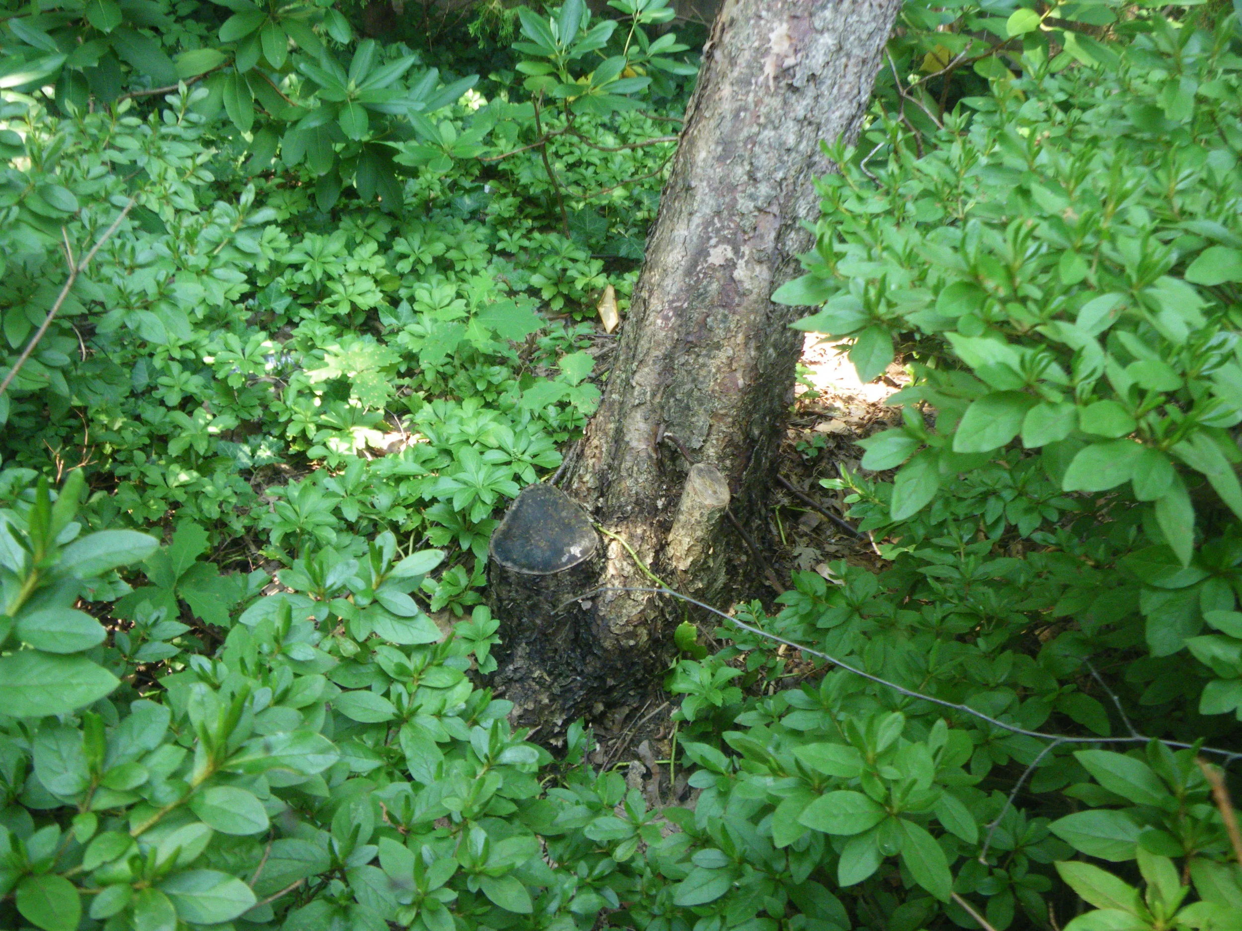 Grounds 13.JPG