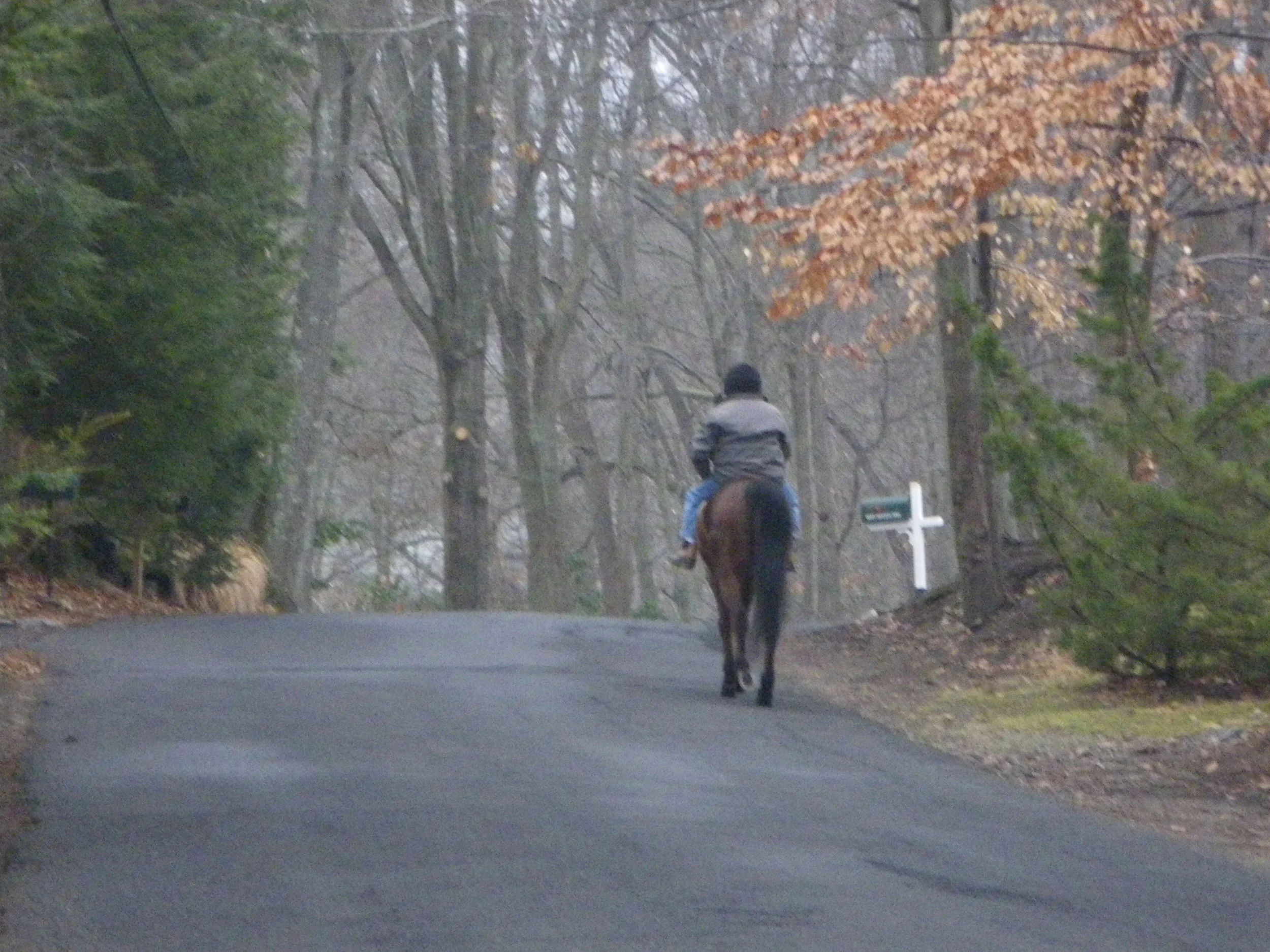 Horse on River Road 2.JPG