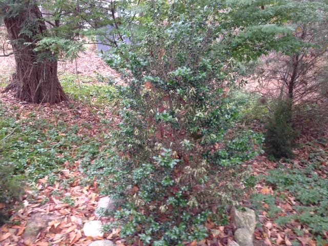 Plants 3.JPG