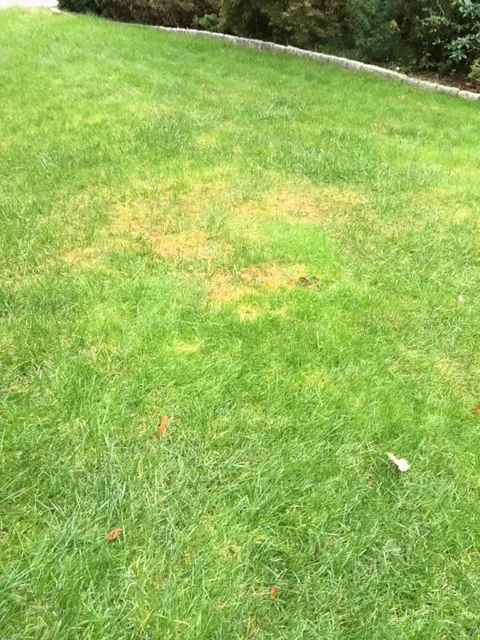 Fungus 3.JPG