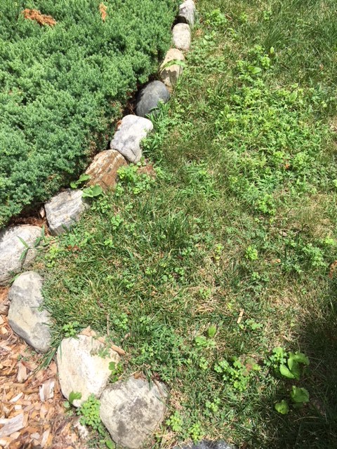 Lawn Weeds 1.JPG