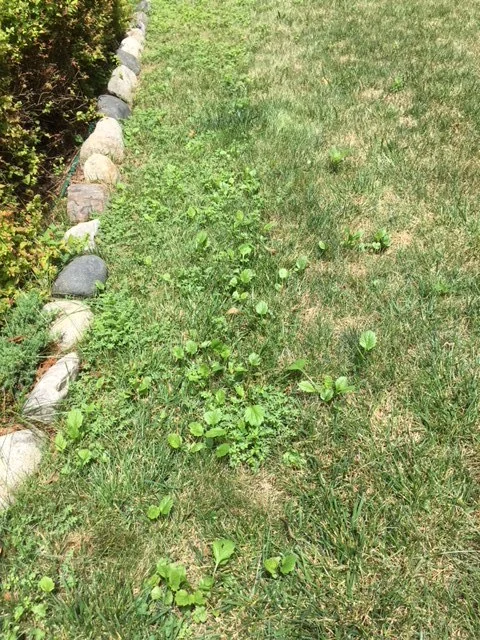 Lawn Weeds 2.JPG