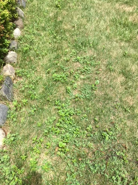 Lawn Weeds 3.JPG
