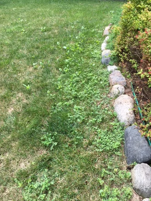 Lawn Weeds 4.JPG
