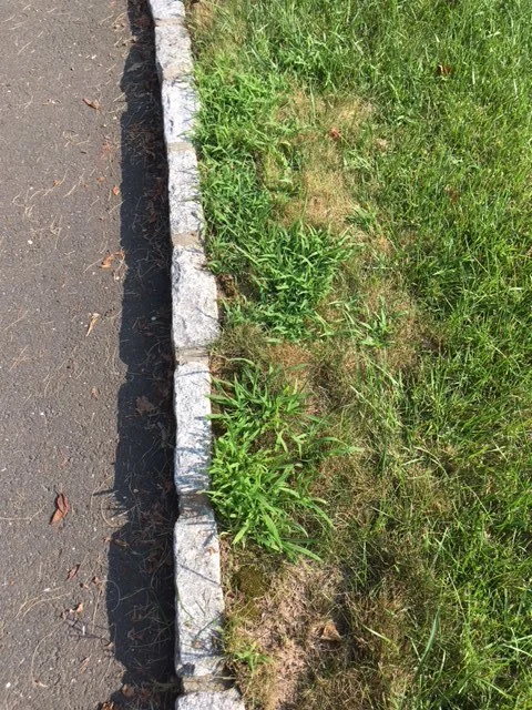 Lawn Weeds 6.JPG