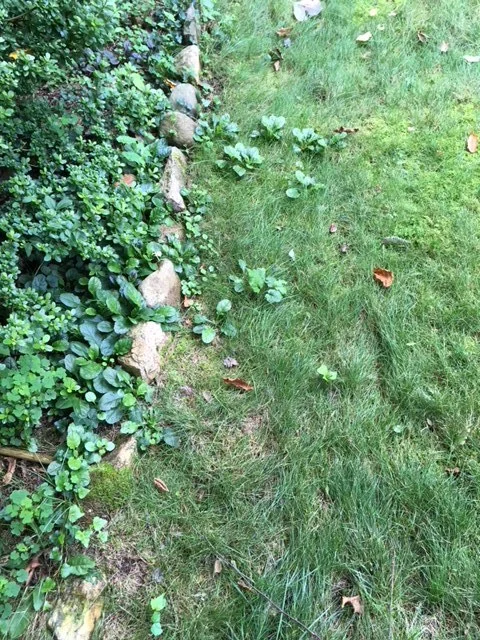 Lawn Weeds 7.JPG