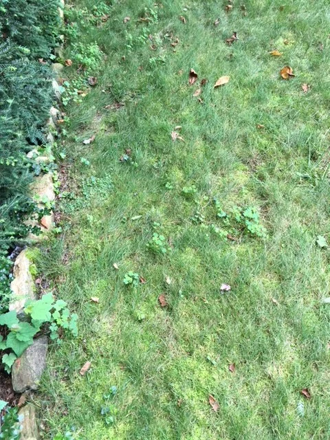 Lawn Weeds 8.JPG