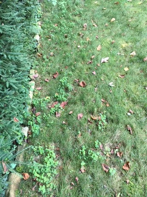 Lawn Weeds 9.JPG