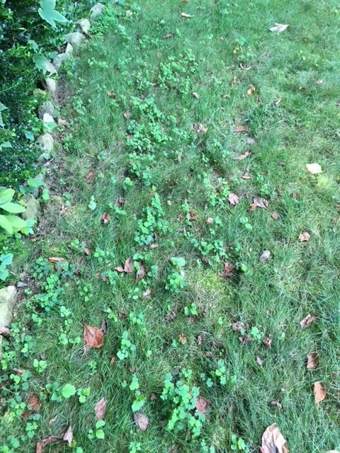 Lawn Weeds 10.JPG